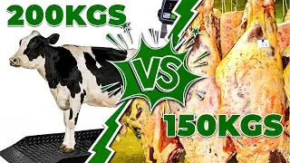 Live vs. Carcass Weight: The Baffling Meat Industry Explained