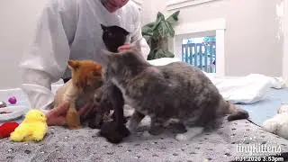 Firefighter gets purr therapy from kittens