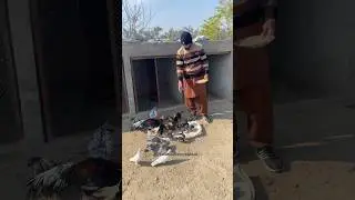 Aseel Chicks #aseelrooster #minizoo #rehmanchvlogs #turkeybirds #foryou