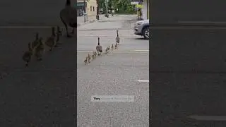 Road crossing by duck family🪿|#shorts