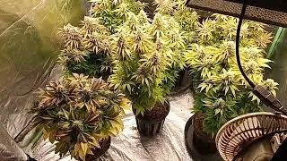 ak48