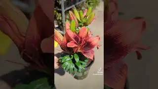 flowers 🌺🥰#flowers