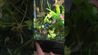Low tech, jungle style 55 gallon.