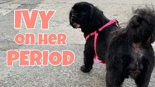 SIGNS OF A FEMALE DOG IN HEAT | IVY ON HER PERIOD