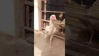 #views #chicken #2023 #hen #kids #beautiful #video