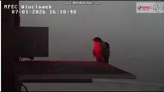 MPEC Włocławek PL-Zazamka on platform long , returned to nest, jumped to mezzanine-2026 01 07 16 09