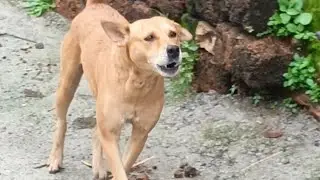Village dog barking for dog || village🐕sound || viral video