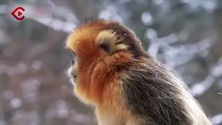Golden snub-nosed monkey, a rare animal endemic to China, playing in the snow