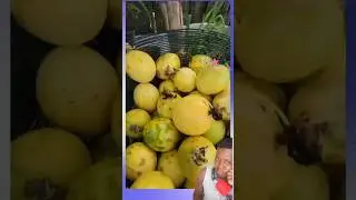 ti medikaman pou bann #food #suconatural #maracuja #haitianfood #trending