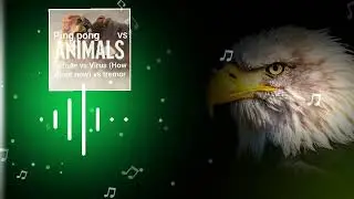 Ping pong vs Animals vs flute vs Virus (How about now) vs tremor