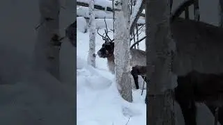 Reindeer Facts