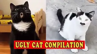 UGLY BUT ADORABLE CATS | Funny Cat Compilation 2025