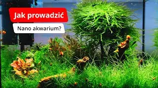 Jak prowadzić nano akwarium? Poradnik - WSKAZ&Oacute;WKI PO 1,5 ROKU.