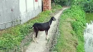 Goat Farming for Beginners: Simple and Effective Guide