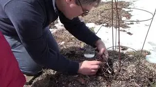 Pruning the Catawba grape