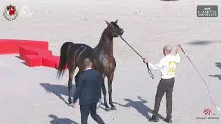 N 368 STAR FARID   Sharjah International Arabian Horse Festival 2024   Stallions 4+ Years Old Sectio