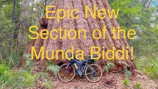 Munda Biddi Trail Valley of the Giants Permanent Realignment