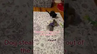 Dog steals the cats toy and chaos ensues 😂 #cat #dog#funny #chaos # bennyhill