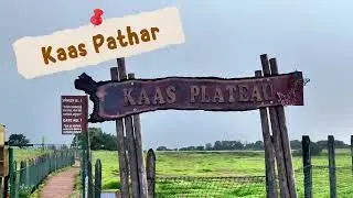 Kaas Pathar &ndash; The Valley of Flowers | Satara, Maharashtra (September 2025)
