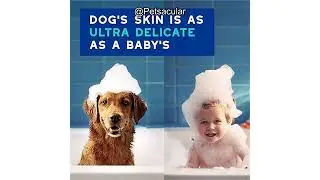 DOUXO Skin & Coat SPA Dog Shampoo Review: Does It Effectively Control Odor & Hydrate Skin?