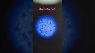 observation of leaf stomata cell in microscope #shorts #trending #scienceexperiment