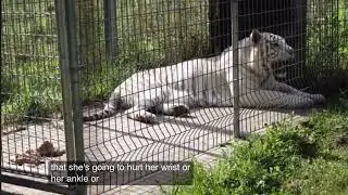 Gypsy the Li-Liger   —. 1 of 18 in the world!!  —-