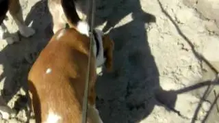 Even een korte wirwar van naast en over elkaar hupsende Beagletjes 09-09-09