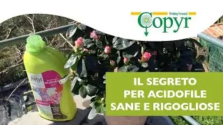 Concime per azalea, rododendro, camelia e ortensia -  Piante rigogliose e sane