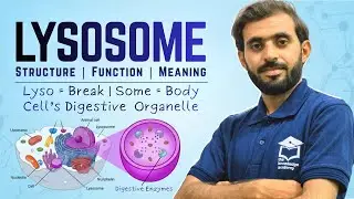 Class 11 Biology | Lysosome Structure, Function & Meaning Explained with Diagram #lysosome