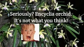 encyclia orchids