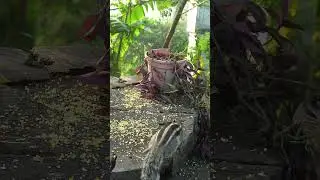 Cat Tv Birds View #birds #cat #kitten #dog #entertainment