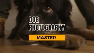 📸 Scatti Canini da Applausi! 🐾 Workshop di Dog Photography con Claudio Piccoli