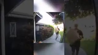 What the Buck #funny #animals #short