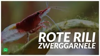 ROTE RILI ZWERGGARNELE  | Red Rili Garnele | GarnelenTv