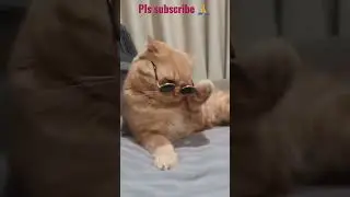 Funny Cats #cute pets #shorts #short videos #cat videos #pussy cats #cat videos #funny videos #cute