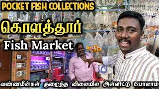 Kolathur Aquarium Fish Market Walk Tour