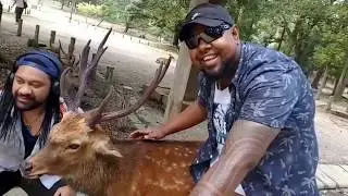NARA Park Japan