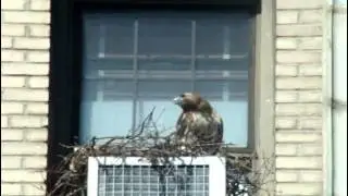 Keering on nest