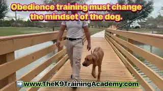 Rhodesian Ridgeback puppy trained in advance obedience in Orlando, Florida