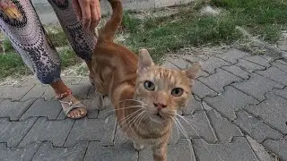 Rusty the cat and her friend with an interesting meow are so cute