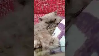 Smart cat #cats #веселыекоты #прикольныекоты #cute #short #funny #pets #funnycats #кот