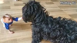 baby monkey playing with dog friends