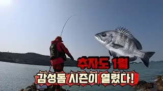 1월, 한겨울 추자도에서 만나는 감성돔
