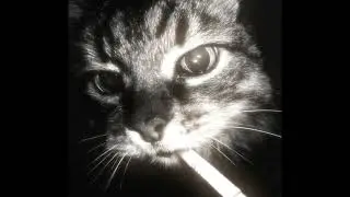🎵 Hardstyle Kitty: Meowcore Anthem 🎵