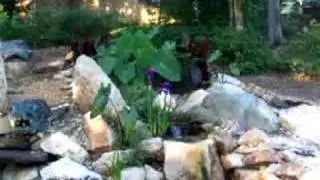 Green Dragon Garden, Dragon Mane Japanese Iris in bloom
