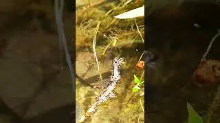 Yellow Featherlegs Damselfly Mating #damselfly #nature #matingseason