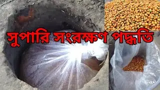 সুপারি সংরক্ষণ পদ্ধতি