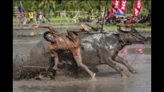 INDONESIA WATER BUFFALO RACE (Amazing)
