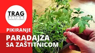 ПОМИДОРЫ – ПЕРЕСАДКА С ЗАЩИТОЙ