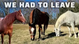 The Worst Horse Surrender Pickup We've Ever Done..